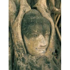  Head of Buddha Statue Overgrown with Tree Roots, Wat Phra 