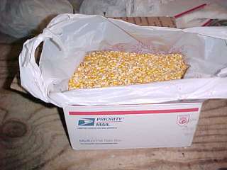 13+ Pounds of Field Dried Whole Corn Kernels   Deer, Rabbits, Ducks or 