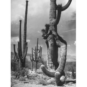  Saguaro Cactus and Other Desert Plants Premium 