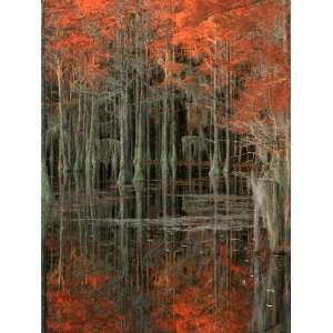 Cypress Swamp with Reflections, George Smith State Park, Georgia, USA 