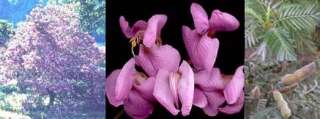 Fragrant Cape Lilac (Virgilia divaricata)   Seed  