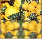 Bicolored Pear GOURD Seeds YELLOW & GREEN Craft & Art