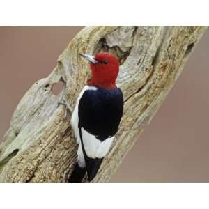  Red Headed Woodpecker (Melanerpes Erythrocephalus), Eastern USA 