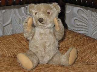 Antique Steiff Mohair Teddy Bear Humpback No ID With Steiff Dackel 