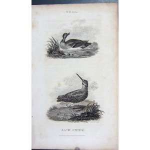  1802 TEAL JACK SNIPE BIRDS NATURE ANTIQUE ENGRAVING