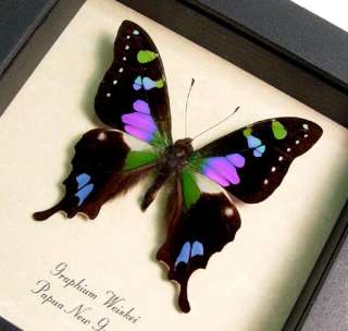 Graphium Weiskei BOLD PURPLE GREEN REAL BUTTERFLY 229  