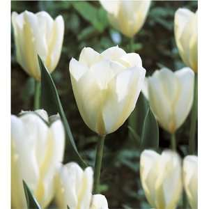 Tulips, White Emperor (18 bulbs) Patio, Lawn & Garden
