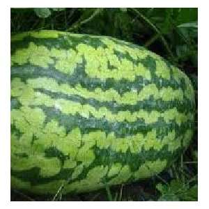  Giant Carolina Cross Watermelon Seed Patio, Lawn & Garden
